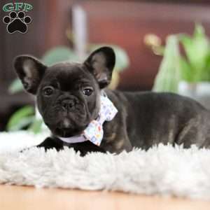 Jennifer, French Bulldog Puppy